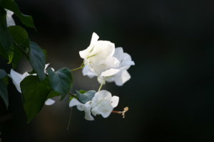 _MG_9957.JPG