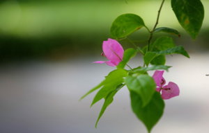 _MG_9730.JPG