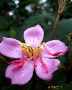 flower.JPG