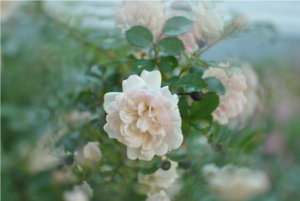 025.JPG resize.jpg