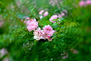 019.JPG resize.jpg