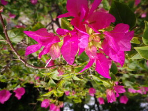 IMGP1200_resize.JPG