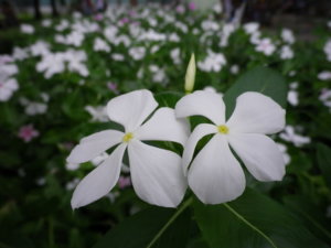 IMGP1193_resize.JPG