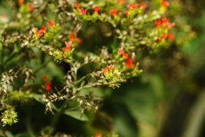 135_softfocus.jpg