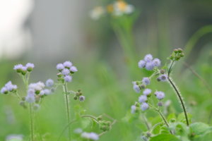 IMG_1055.JPG