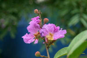 IMG_0705.JPG