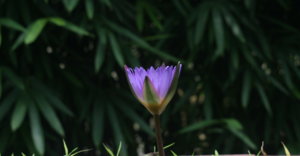 IMG_1115.JPG