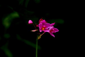 IMG_1136.JPG