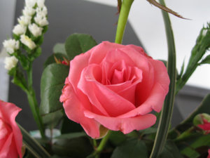 IMG_0550a.jpg