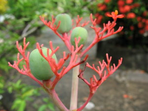 Picture 2011-06 (67)_small.jpg