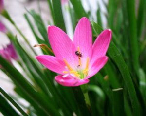 Picture 2011-06 (159)_small.jpg