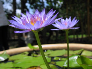 Picture 2011-06 (150)_small.jpg