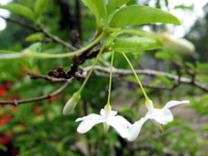 Picture 2011-06 (73)_small.jpg