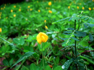 Picture 003_small2.jpg