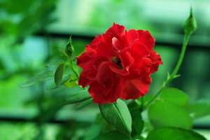 The Rose_rsz_e.jpg