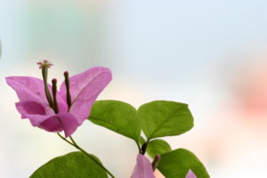 IMG_1663.JPG