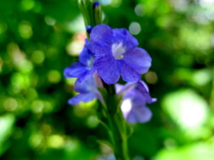 Picture 2011-06 (135)_small.jpg