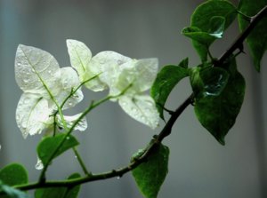 DSC_0701.JPG