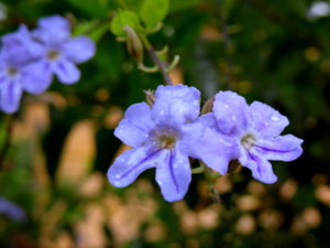 Picture 2011-06 (32)_small.jpg