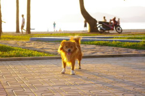 dog nha trang.JPG