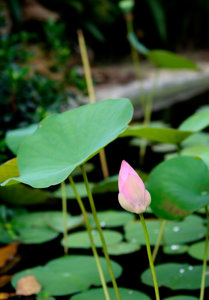 NIK_1248.jpg-tranhnang.jpg