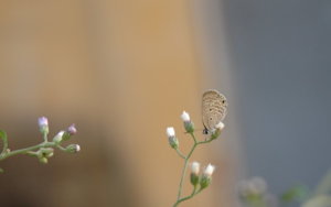 DSC_2125-1.JPG