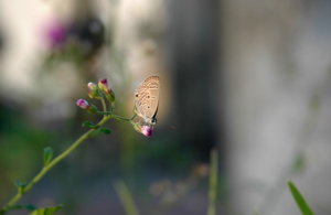 DSC_2117.JPG