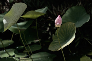 NIK_1108.jpg-senH2O.jpg
