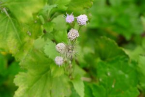 P1010187-1.JPG