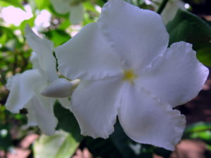 Picture 2011-06 (140)_small.jpg