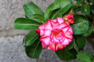 00A_6012hoa sứ.jpg