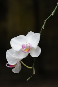 DDN_5224.JPG