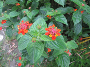 IMG_4578a.jpg