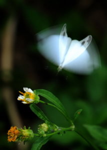 00A_6338.jpg