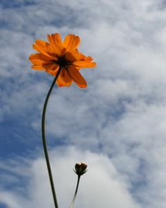 00A_7042.jpg