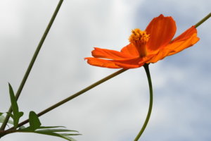 00A_7043c.jpg