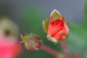 00A_7095.jpg