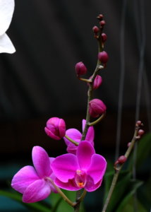 00A_6220.jpg
