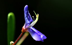 00A_7741.jpg