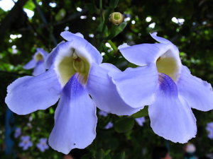 Picture 2011-06 (113)_small.jpg