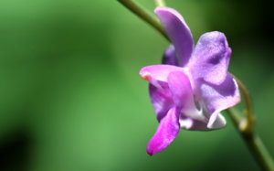 00A_7882hồ điệp rừng.jpg