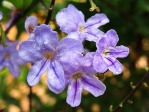 Picture 2011-06 (37)_small.jpg