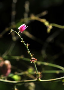 00A_7957-đèn lồng.jpg