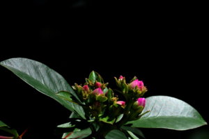 00A_8041.jpg
