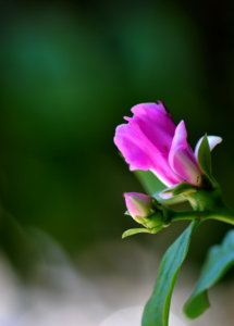 00A_8054.jpg