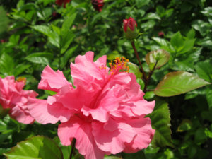 IMG_2809a.jpg
