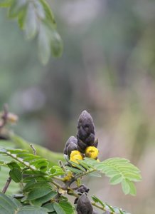 IMG_2845.JPG