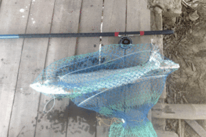 _DSC387_600x400.gif