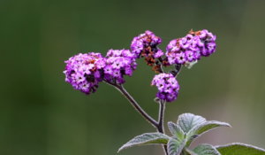 IMG_2866.JPG