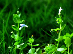 Picture 195_small.jpg
